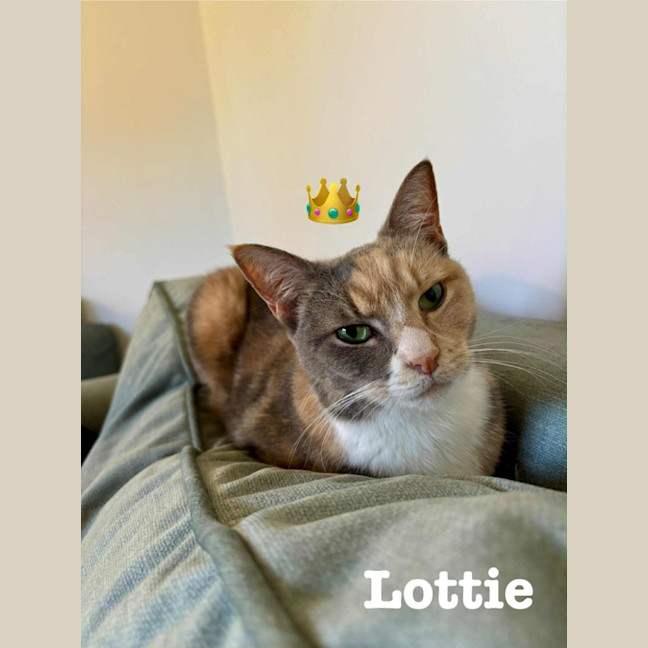 Photo of Lottie