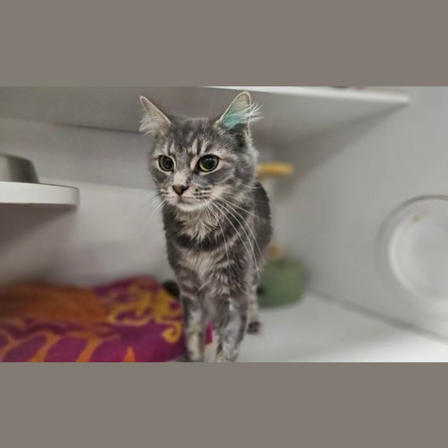 Photo of Freya
