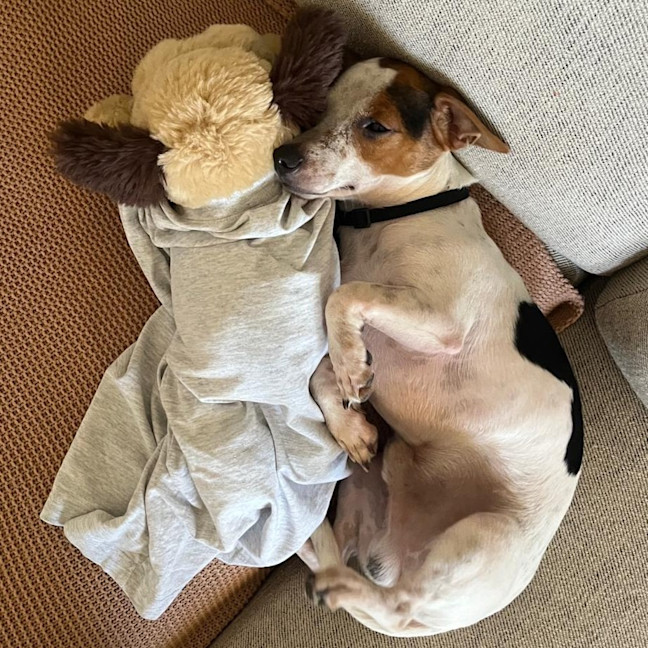 Photo of Moose
