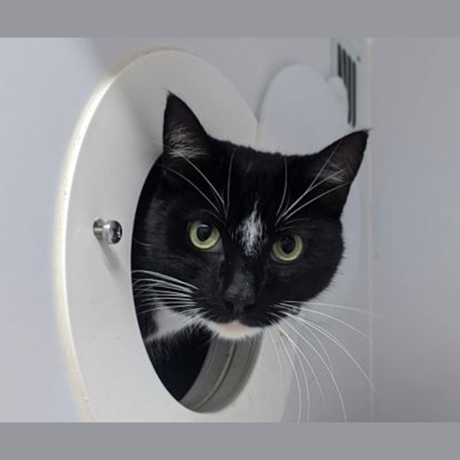 Photo of Cobloaf
