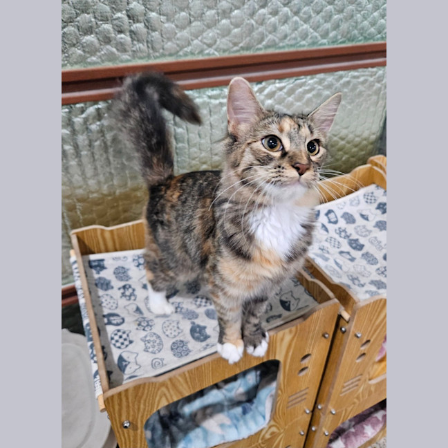 Photo of Fluffy