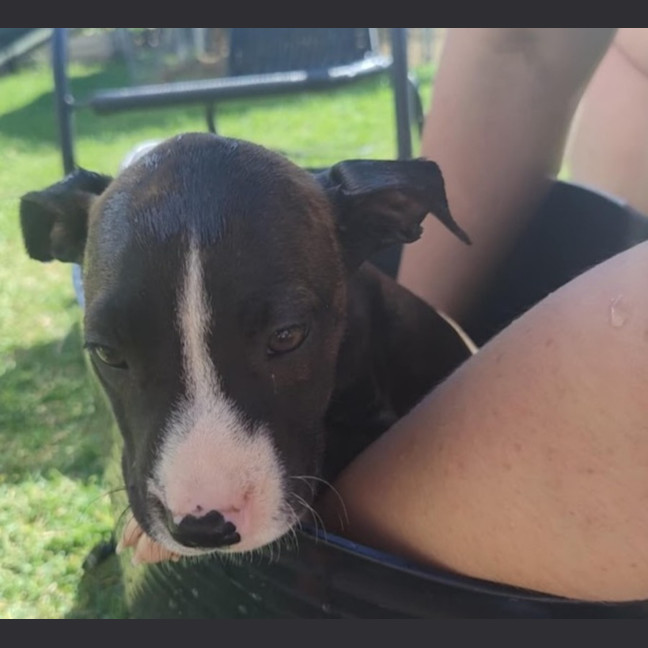 Photo of Tina🥇12 Week Old Staffy X Ridgeback Puppy