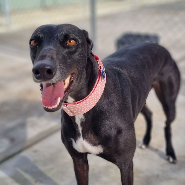 Photo of Queen Ester