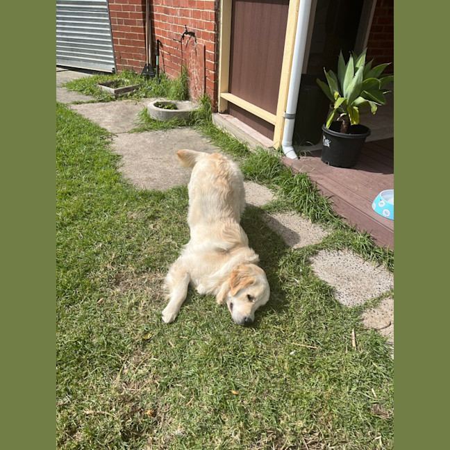 Photo of Walter (Was Cookie)