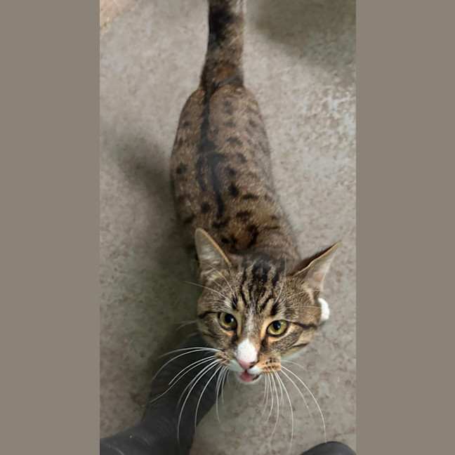 Photo of Wonton