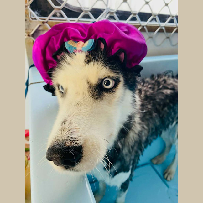 Photo of Benji And Dusty 