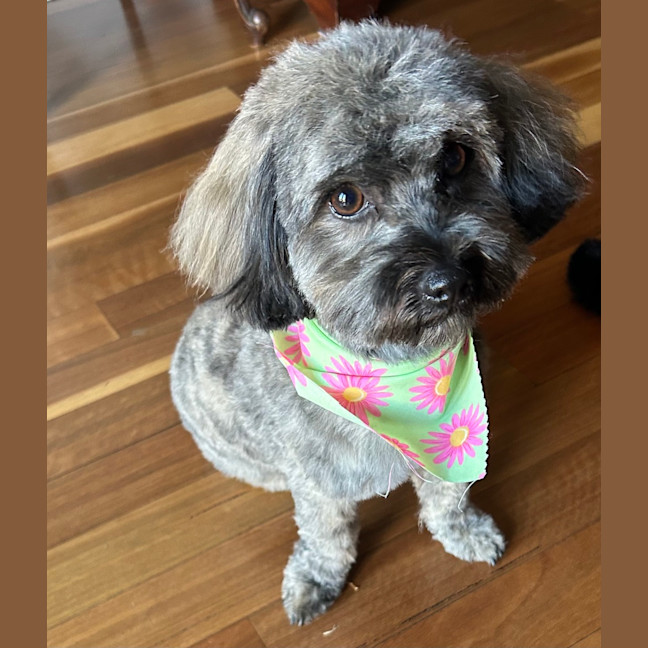 Photo of Tillie