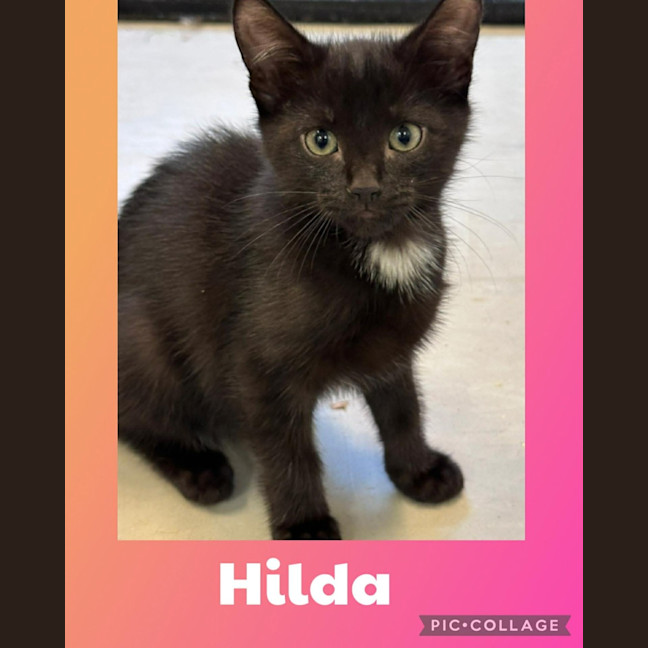 Photo of Hilda