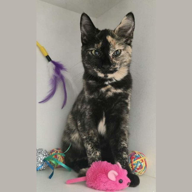 Photo of Kismet