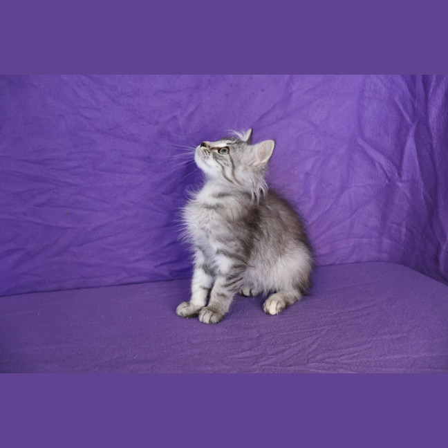 Photo of Gadget