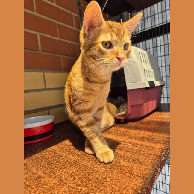 Photo of Monkey! 🦧 