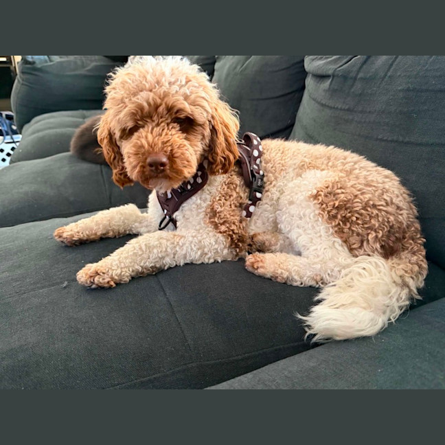 Photo of Bruno