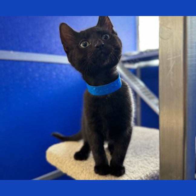 Photo of Midnight