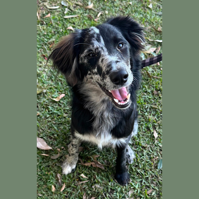 Photo of Winnie   8 Month Old Bordoodle