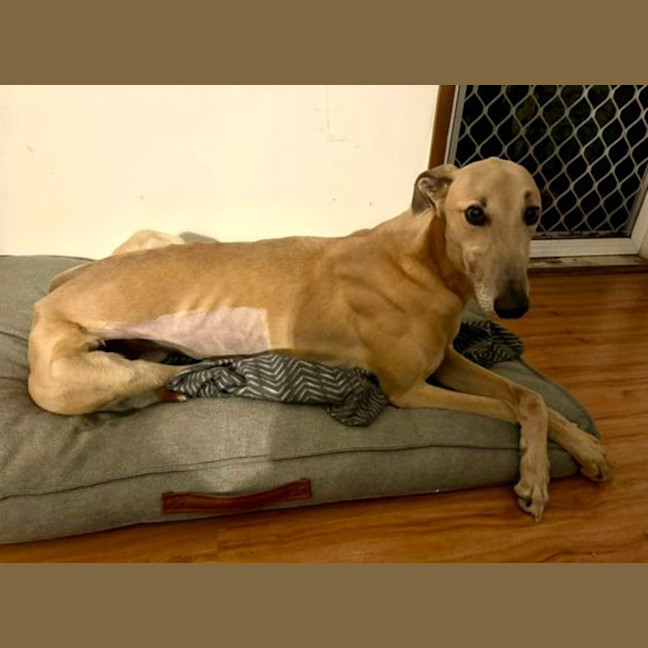 Photo of Koby, They Greyhound