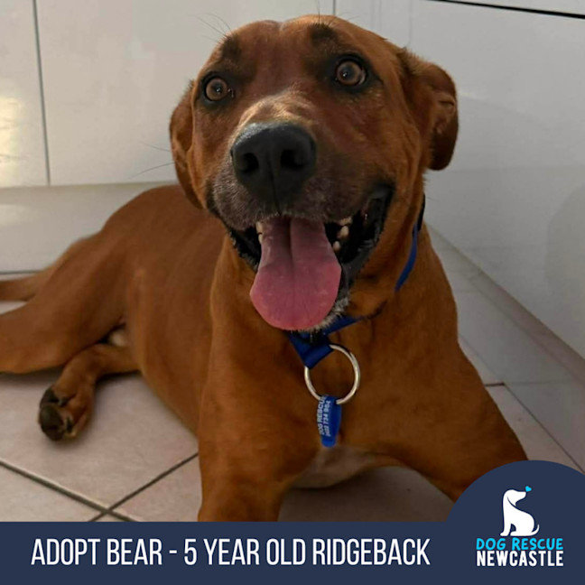 Photo of Bear   5 Year Old Ridgeback