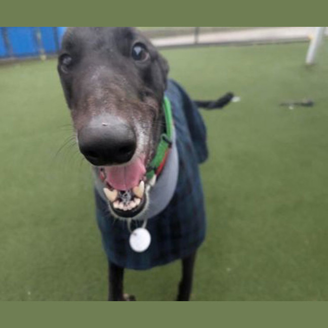 Photo of Buddy