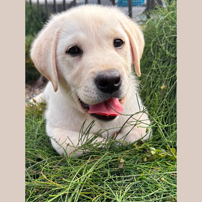 Photo of Alfie   10 Week Old Labrador