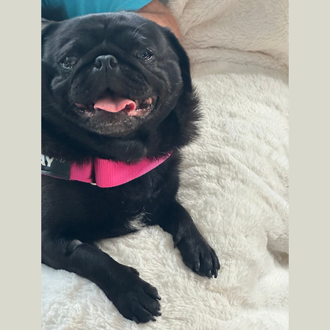 Photo of Gracie 🐼