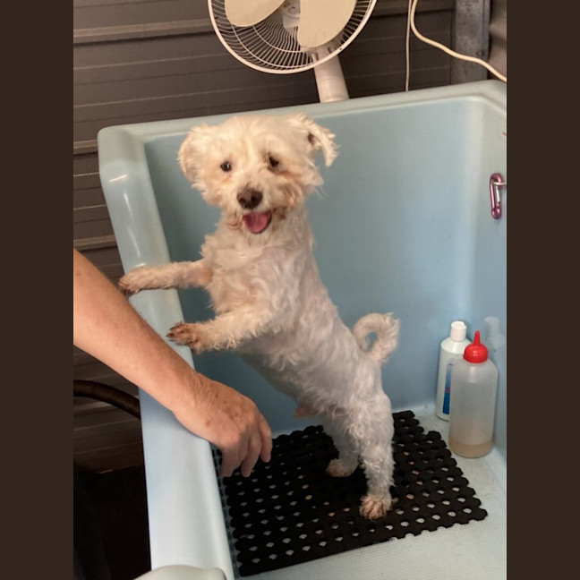 Photo of Pirate 🏴Shih Tzu, 9yo (Adopted 5/8/24)