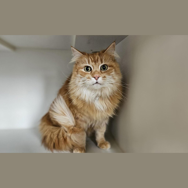 Photo of Amber