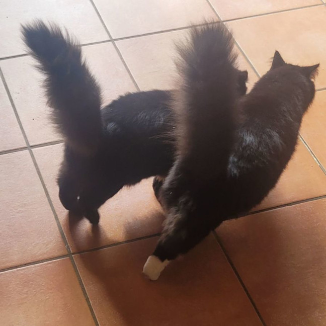 Photo of 💕 Phoebe & Joey 💕