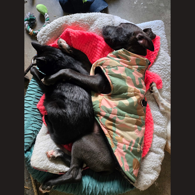 Photo of Peppa Piglet