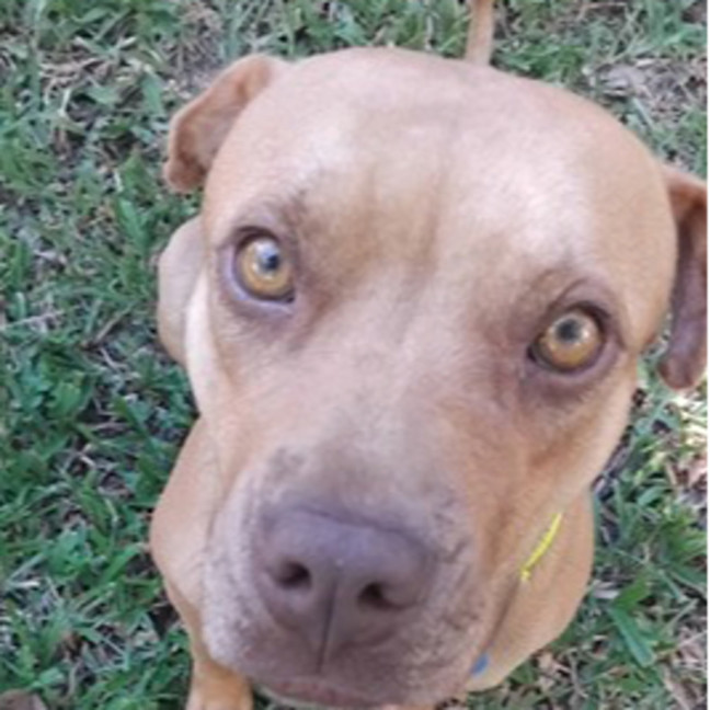 Photo of Goldie