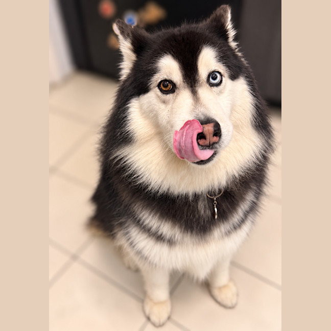 Photo of Nymeria