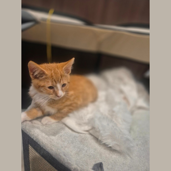 Photo of Nala