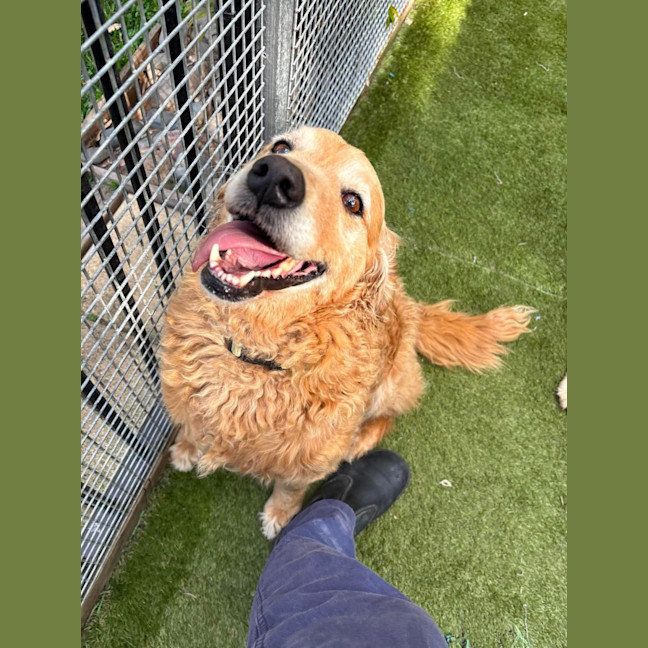 Photo of Nala