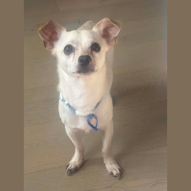 Photo of Huey   2 Year Old Chihuahua