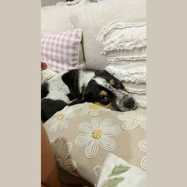 Photo of Theodore (P10)