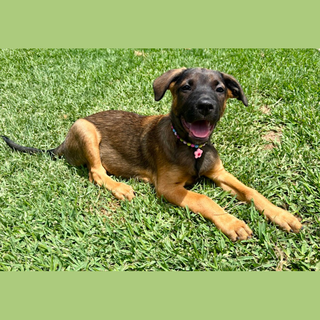 Photo of Lief   12 Week Old German Shepherd X