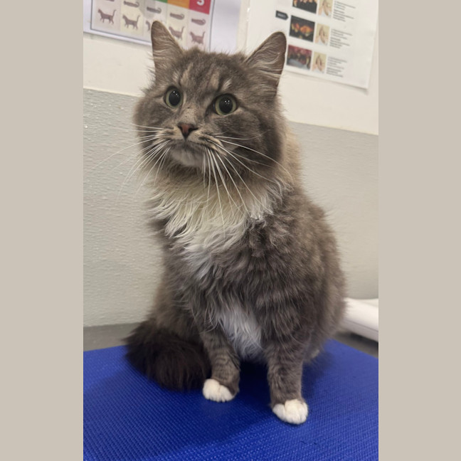 Photo of Misty