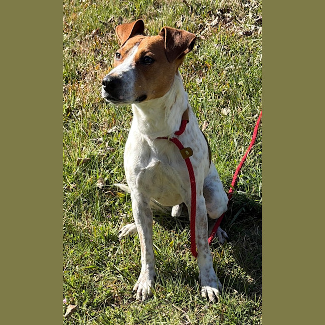 Photo of Roscoe