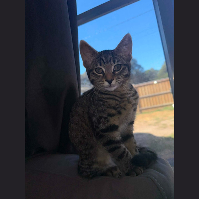 Photo of Nala *9 Lives Project Rescue*