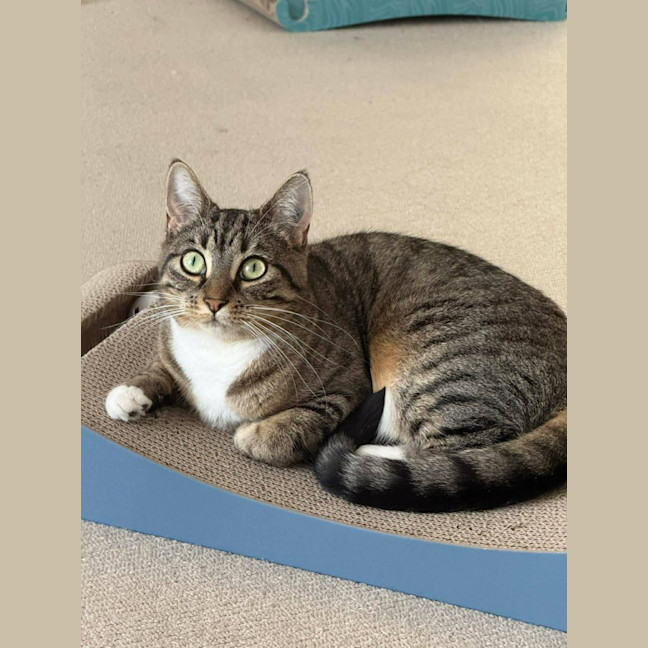 Photo of Kitty