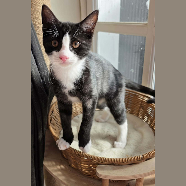 Photo of Waffles 