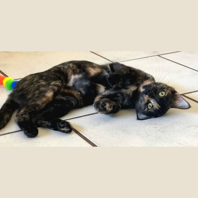 Photo of Tawny