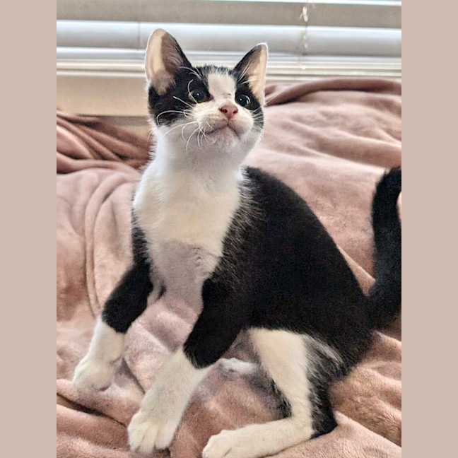 Photo of Beau