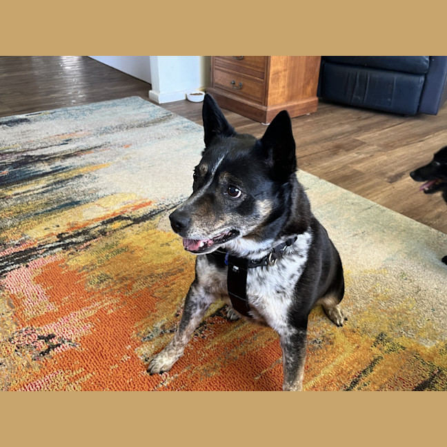 Photo of Missy 😍Blue Cattle X Jrt (On Trial 21/10/24)