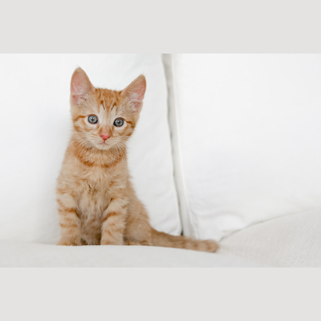 Photo of Rupert