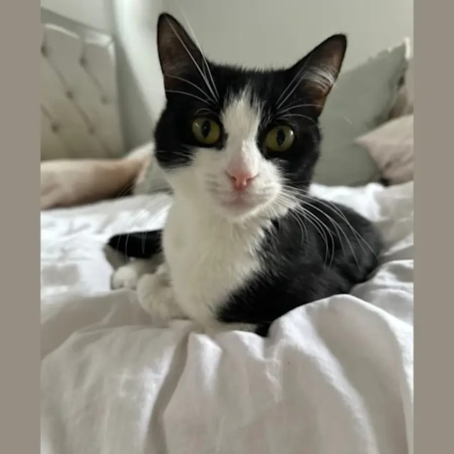 Photo of Amora