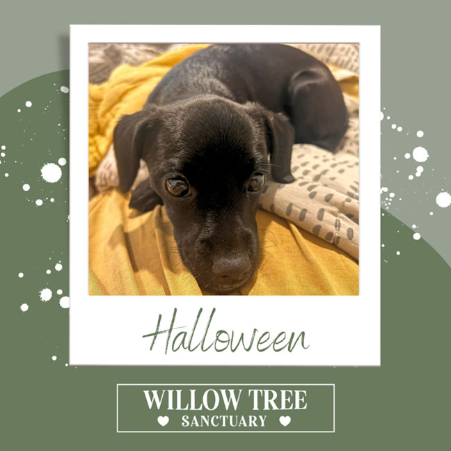 Photo of Halloween