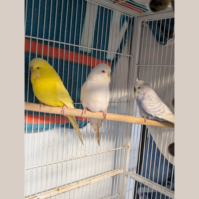 Photo of Brennan, Cabbage & O'donnell