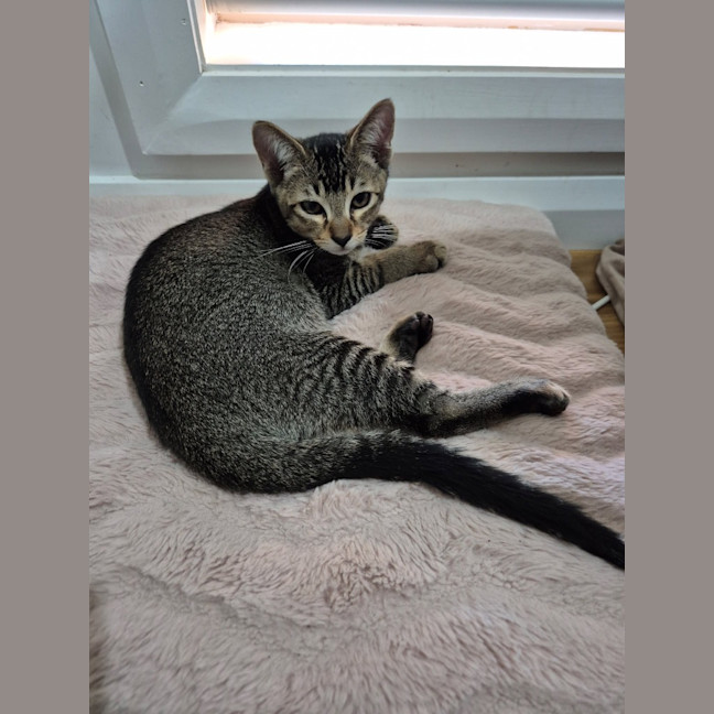 Photo of Snickers