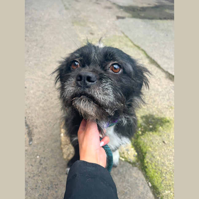 Photo of Ewok