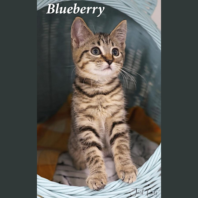 Photo of Blueberry