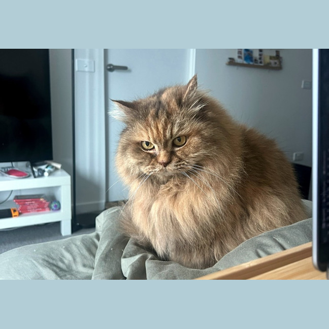 Photo of Jinx Rsua009776